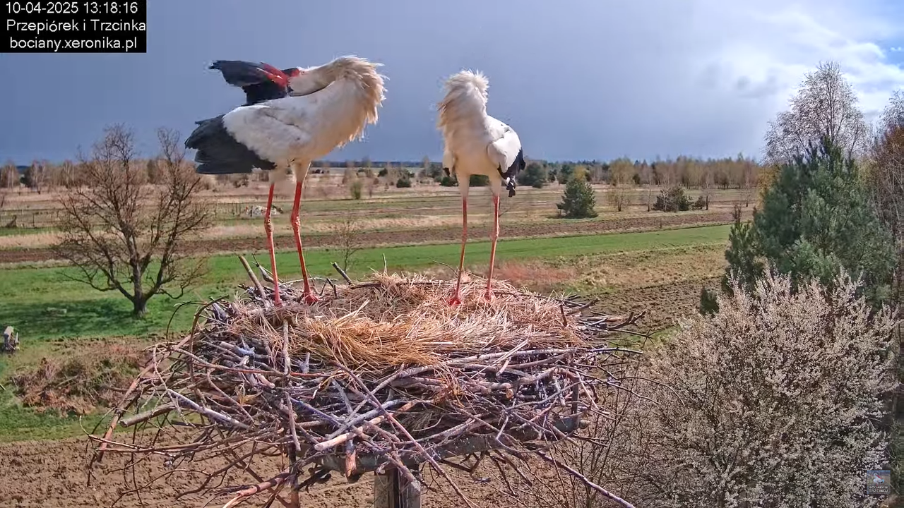 10042025bociany (43)