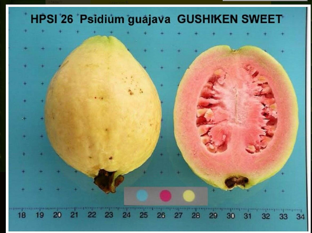 USDA cultivar HPSI 26-info1
