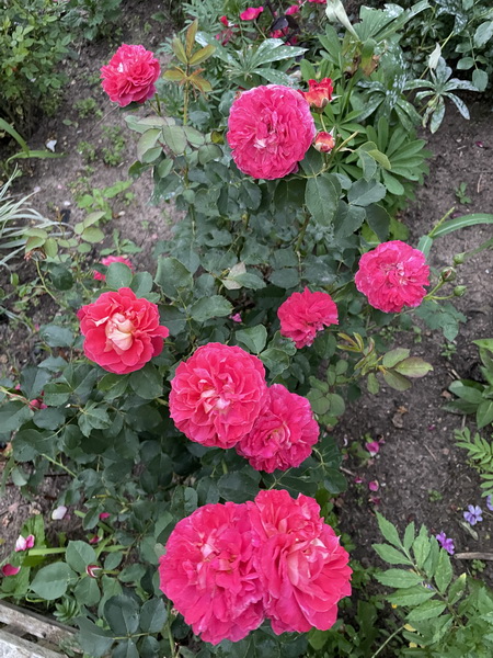https://i.postimg.cc/52ZF5CPB/IMG-3504.jpg