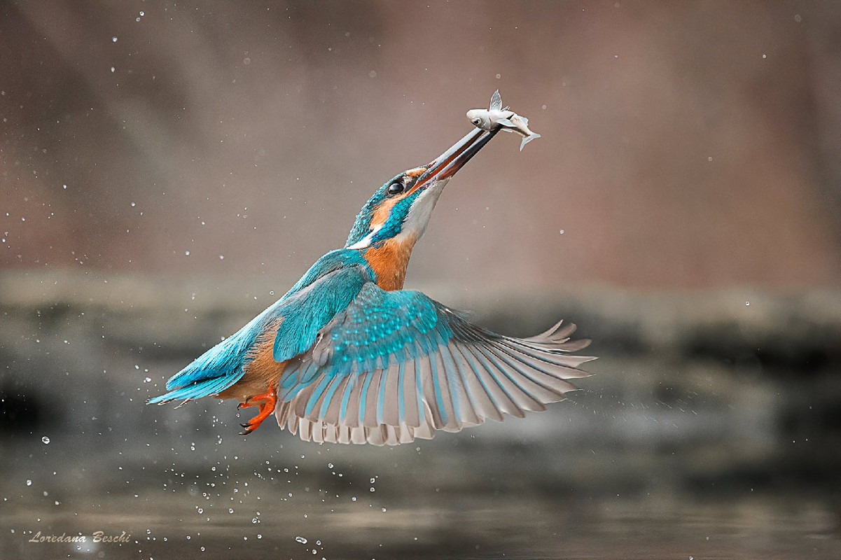 blue-hummingbird-fish.jpg