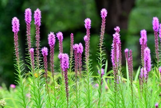 The 17 Most Beautiful Perennial Flowers to Plant in Your Garden 7 tl 11