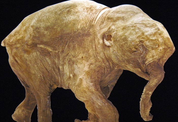 Ilustrasi bayi mammoth berbulu.