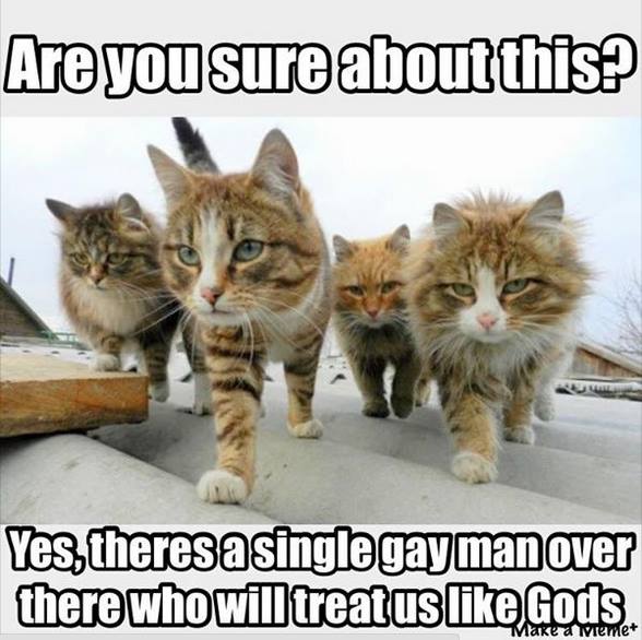 cats-gay.jpg