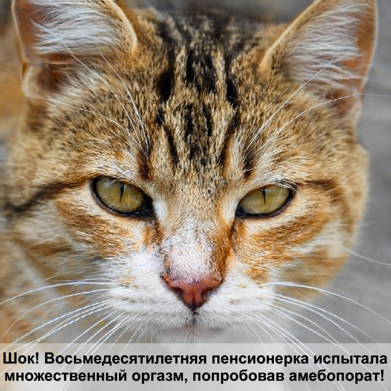 бешеная кошка