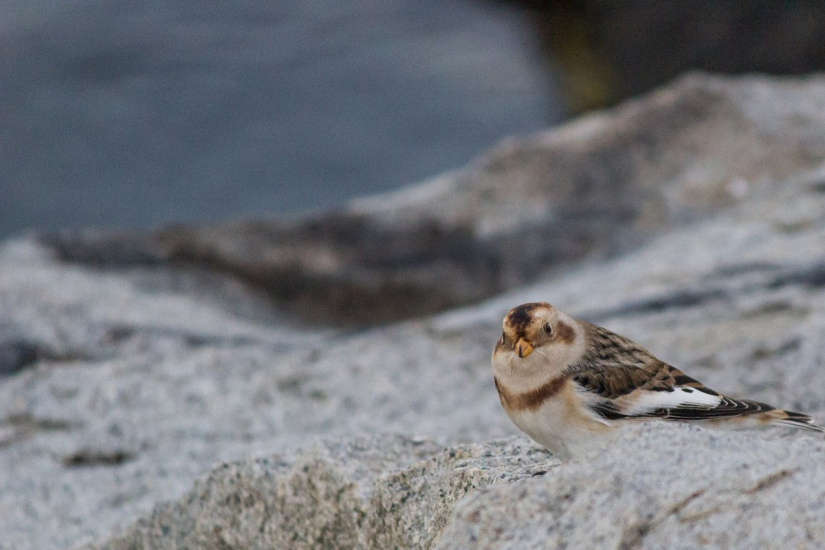 25 SW Provincetown, MA_-6