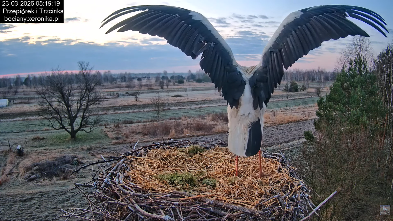 23032026bociany 2