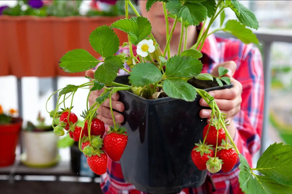 Huerto en casa: Aprovecha la temporada para cultivar fresas