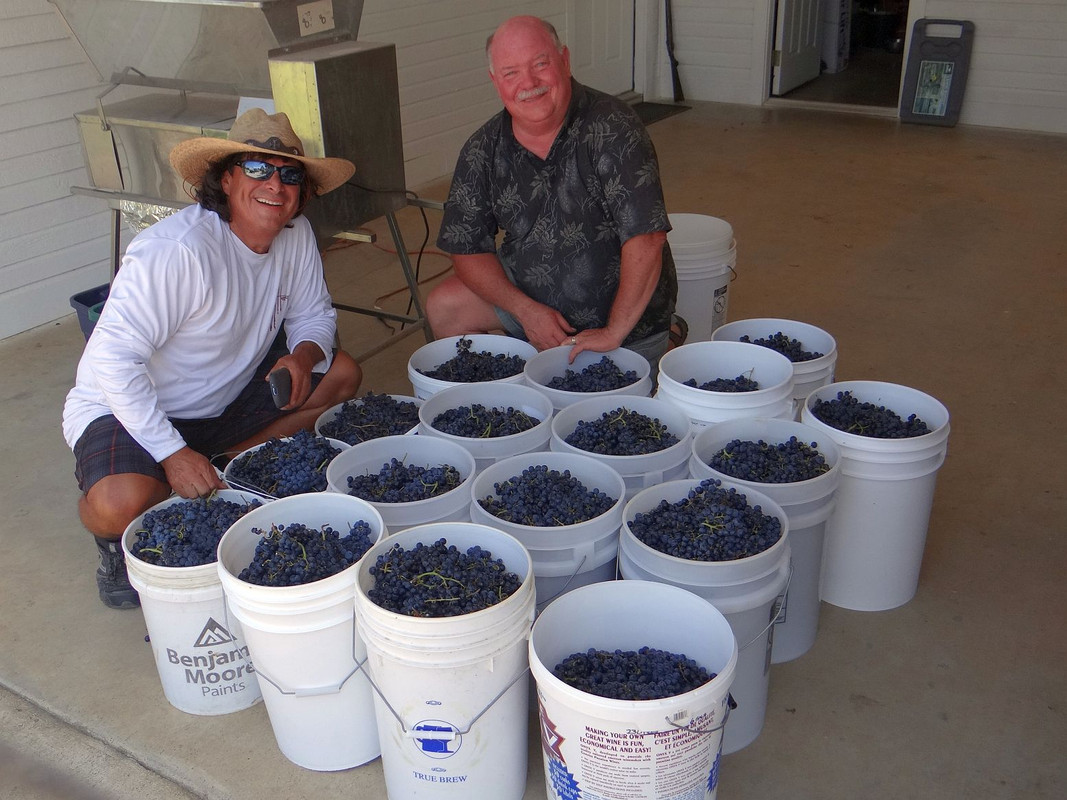 Merlot harvest Aug. 1#2