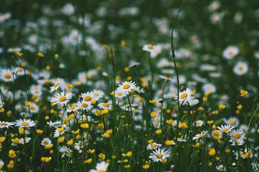 Benefits of Chamomile Tea to Skin & Hair
