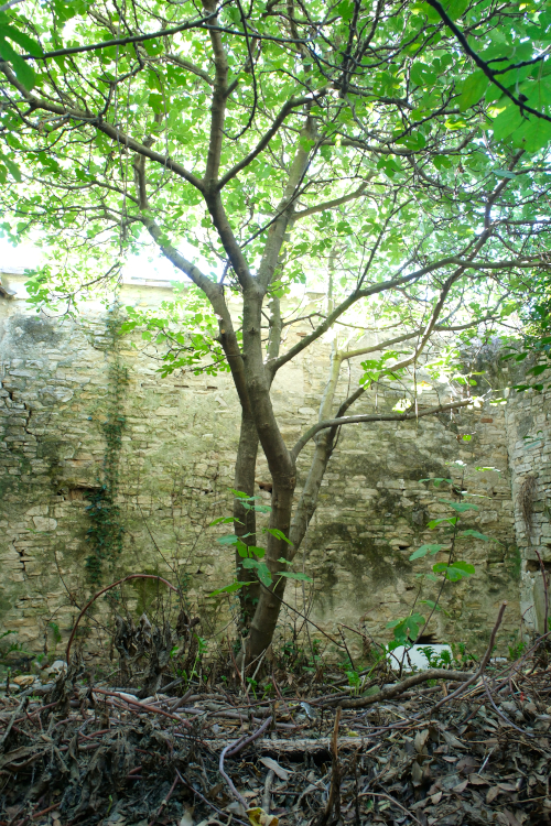 arbre au milieu d'une quasi décharge