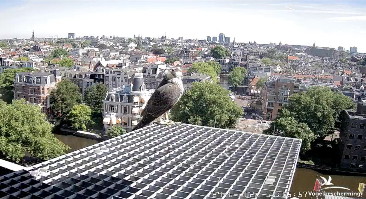 Amsterdam/Rijksmuseum screenshots © Beleef de Lente/Vogelbescherming Nederland - Pagina 34 Video-2022-06-29-111950-Moment-2