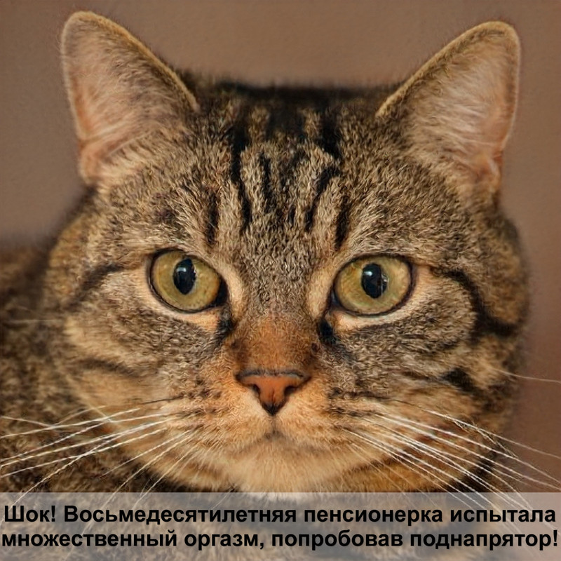 ренал адванс для кошек