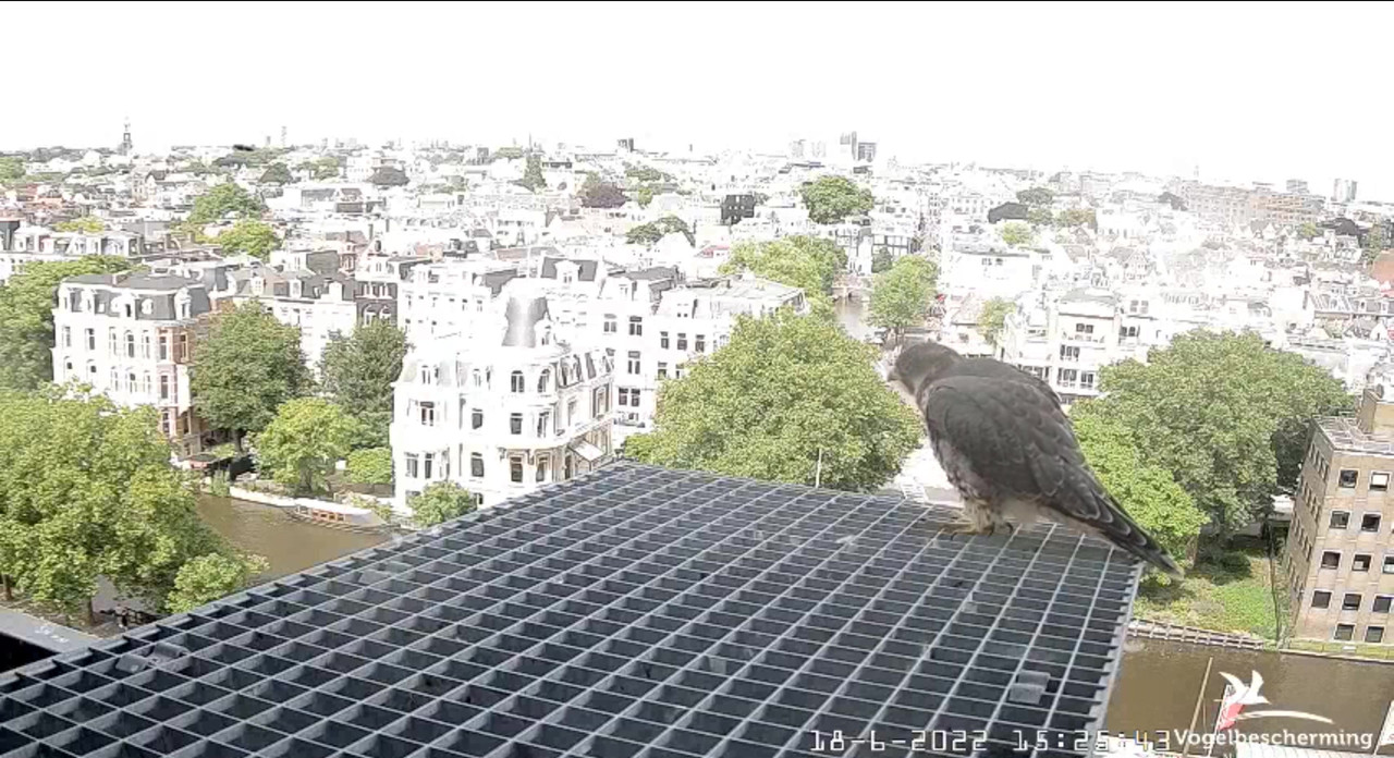Amsterdam/Rijksmuseum screenshots © Beleef de Lente/Vogelbescherming Nederland - Pagina 29 Video-2022-06-18-153027-Moment