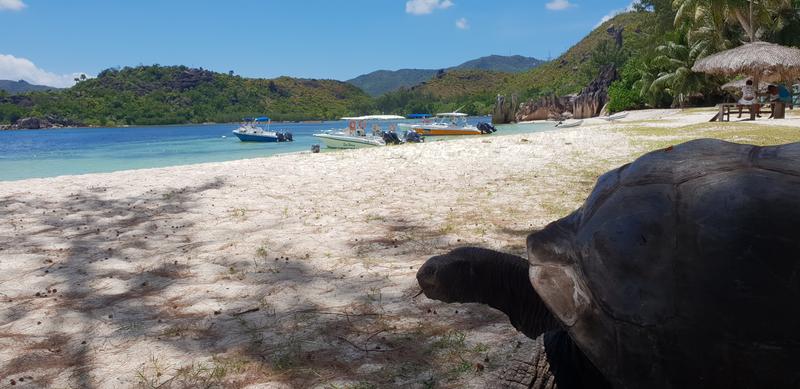 Seychelles-2ª parte de nuestra luna de miel. Se puede pedir más? - Blogs de Seychelles - DÍA 3:  PRASLIN – CURIEUSE ISLAND – SAINT PIERRE (39)