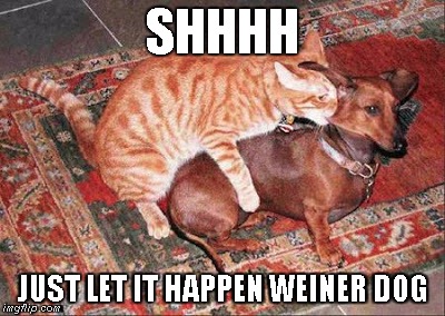 cat-humping-dog.jpg
