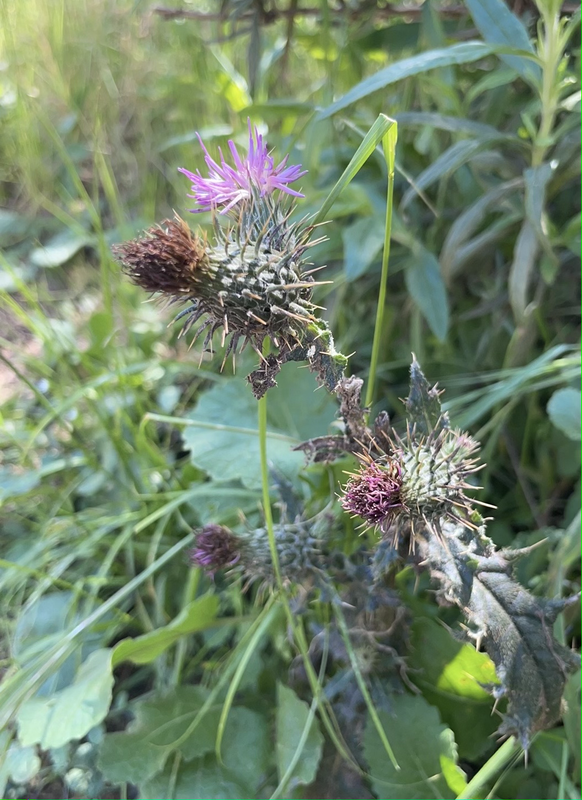 a photo of a flower/weed with a spiky bulb, light purple flowers, and spiky leaves
