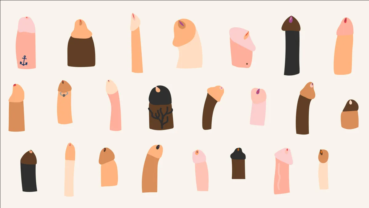 Los tipos de penes ¿Cuál es el tuyo?