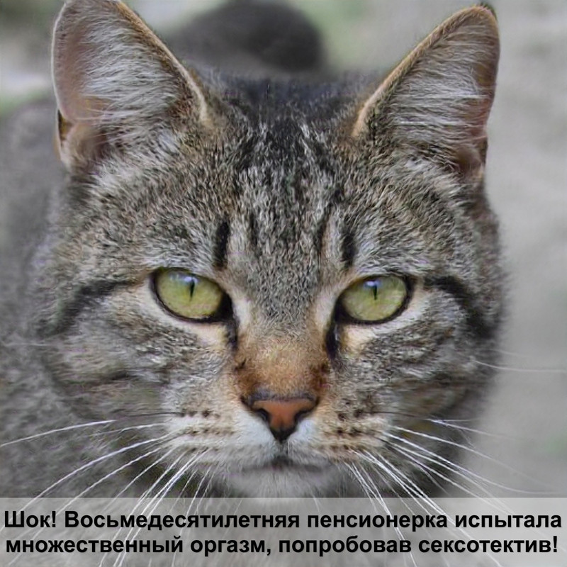 сколько живут коты британцы