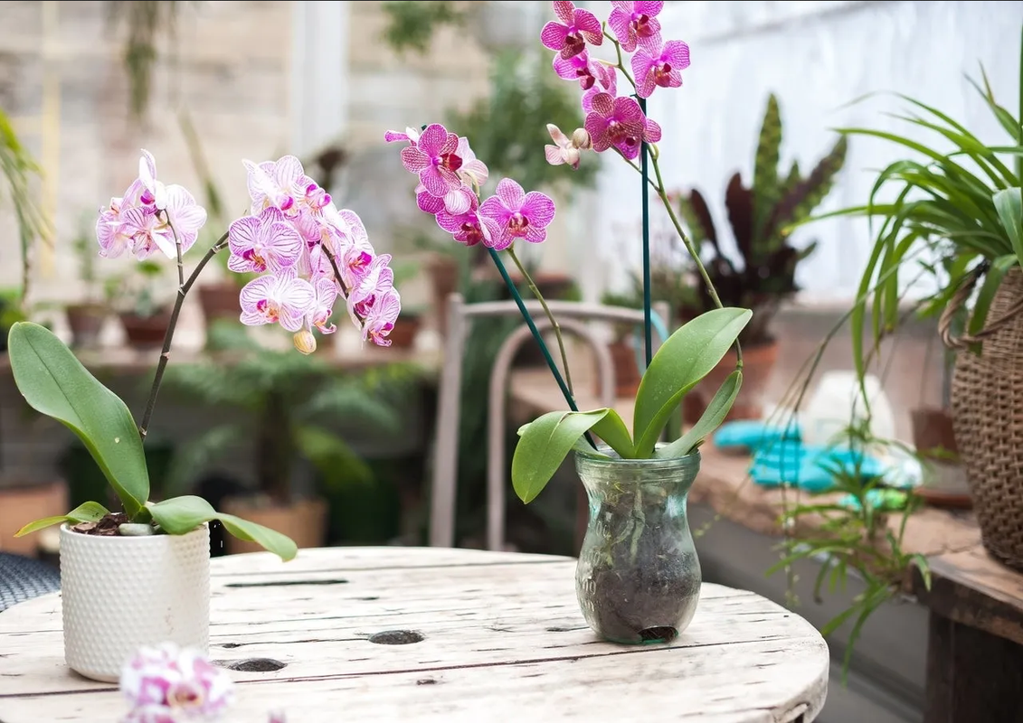 Descubre el fascinante mundo de las orquídeas y su significado en el hogar