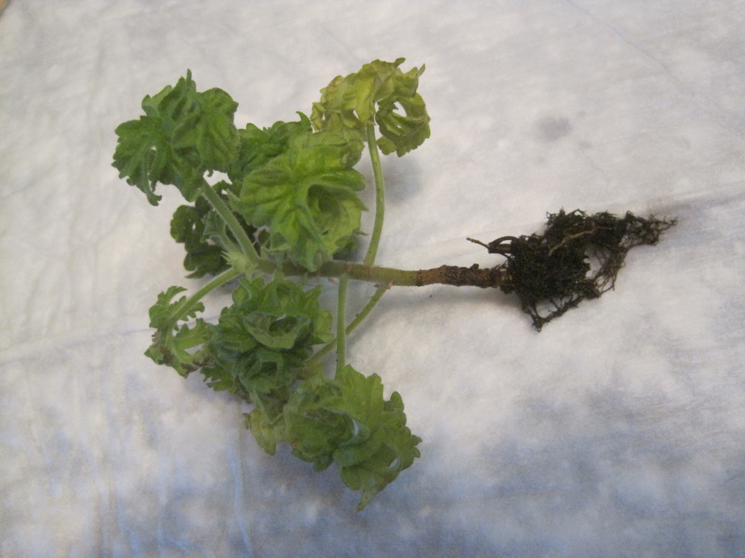 Перед пересадкой