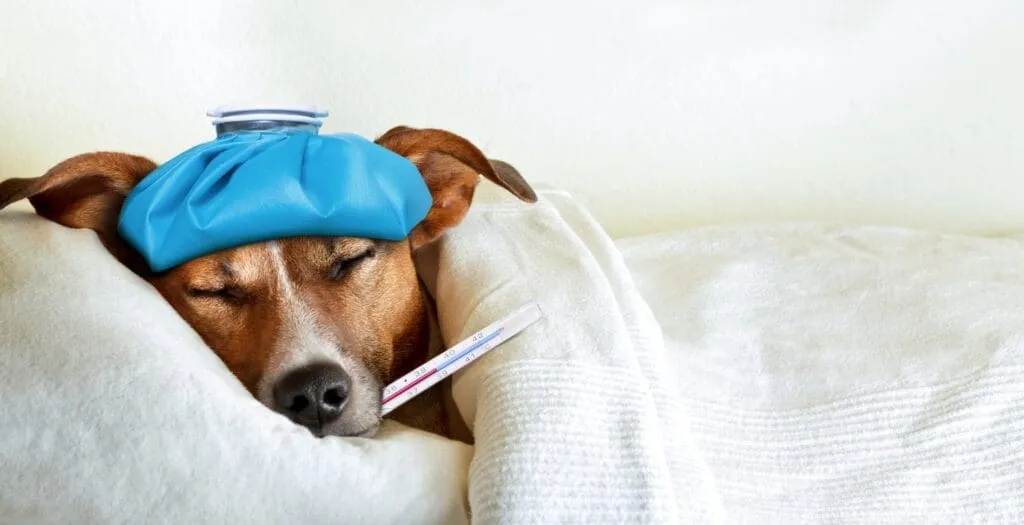 Regular Changes Influence Pet Health