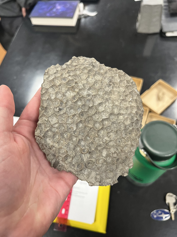 my hand holding a Hexagonaria fossil, a colonial rugose coral about the size of my palm