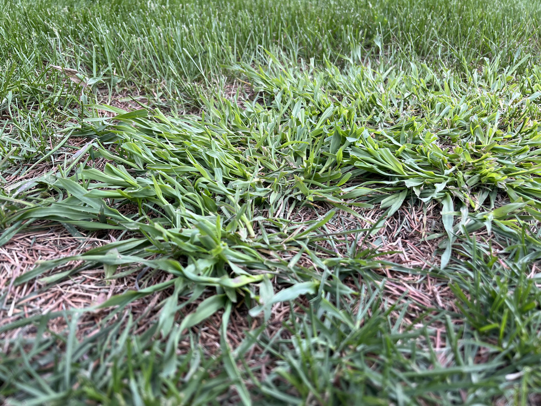 Ugly lime green bunching grass with thick blades Lawn Care Forum