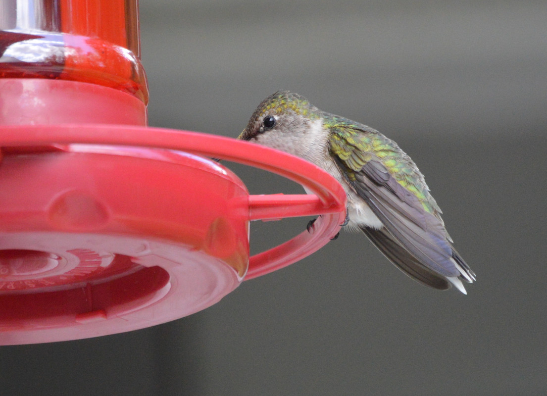 2021-5-6 Hummingbird Right (9)