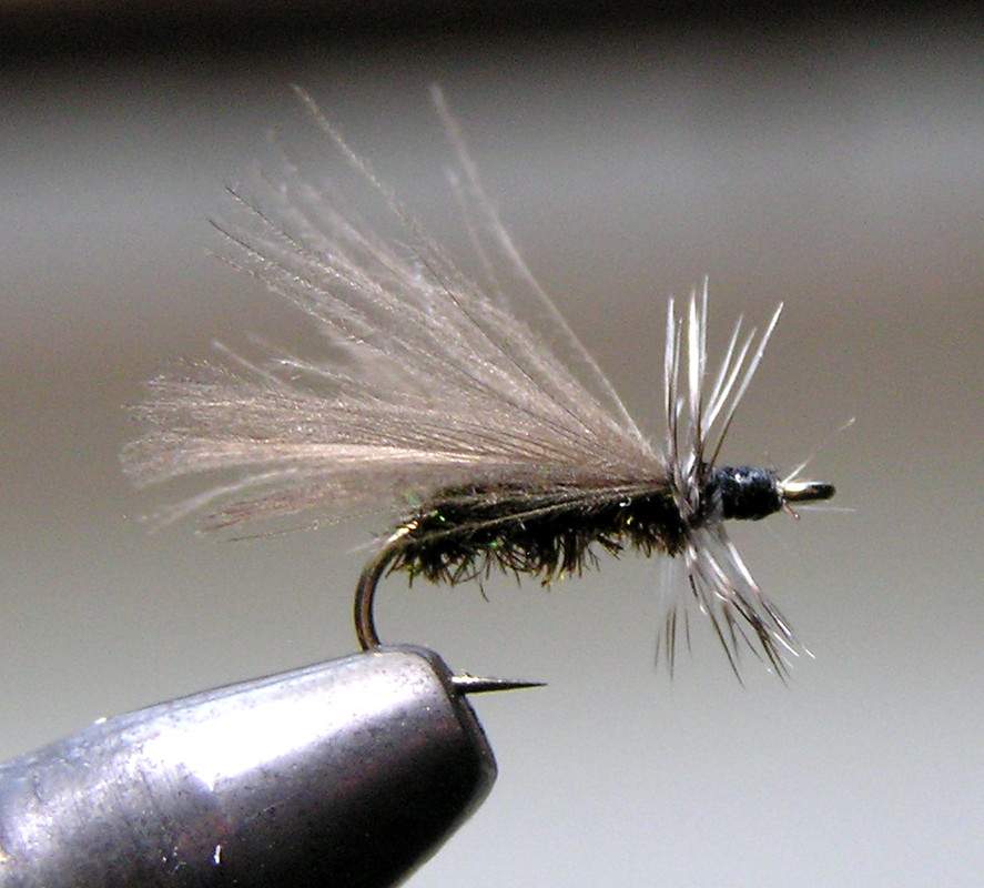 Black Stone (Peacock)