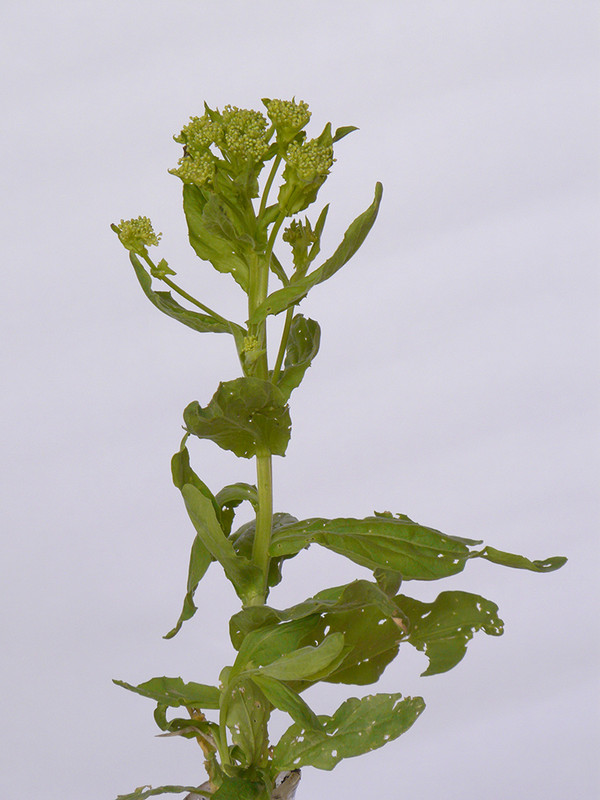 P1120099-1... (1024)