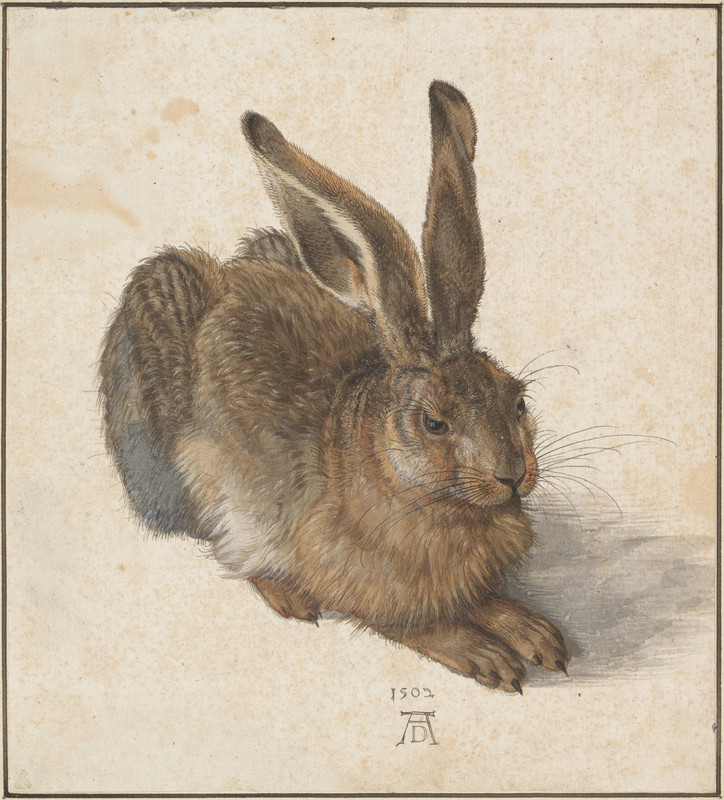 Albrecht_Dürer_-_Hare,_1502_-_Google_Art_Project