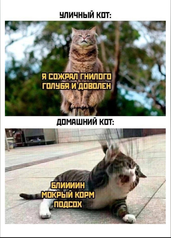 Screenshot_20241215_221023_com.vkontakte.android_edit_1359384902699246