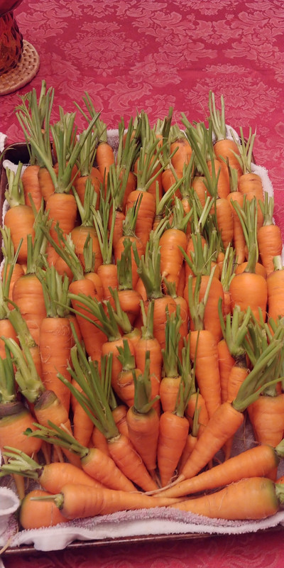 [Image: Carrots-7-10-2022-1.jpg]