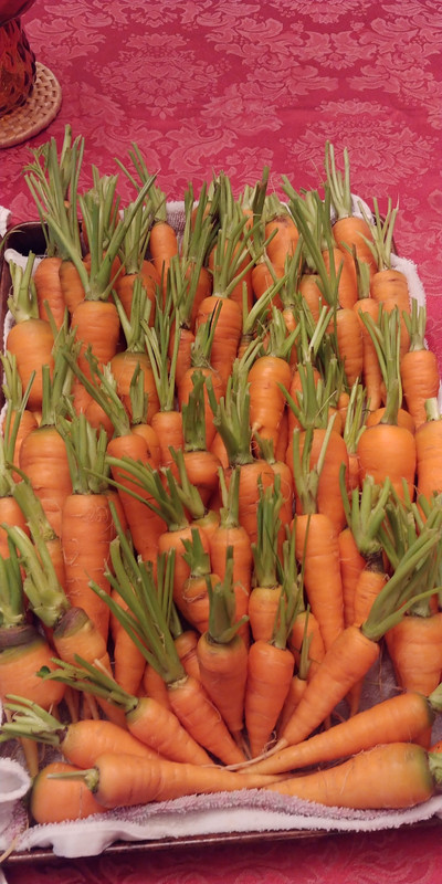 [Image: Carrots-7-10-2022-1.jpg]