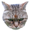 684-A3867-7-B7-B-4-EA3-BE7-C-5908-B91-FFD3-C.png