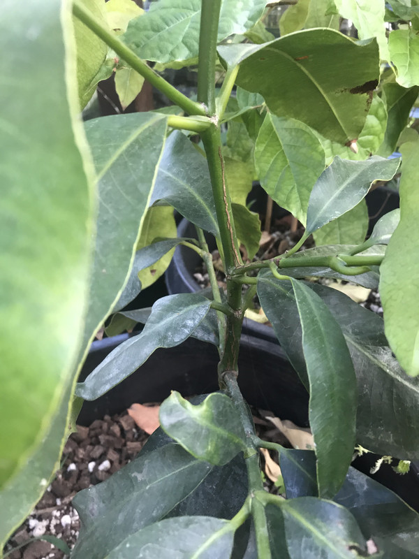 8EAB1FEE-7DA9-45D7-99CA-11BCE1D1EE52