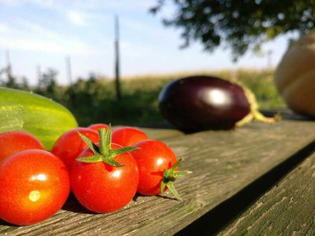 Использование мульчи для улучшения условий роста