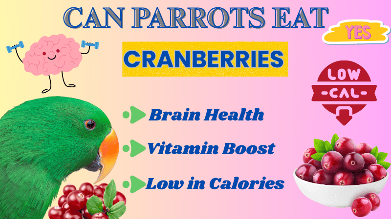 Can Parrots Eat Cranberries Can Parrots Eat Cranberries