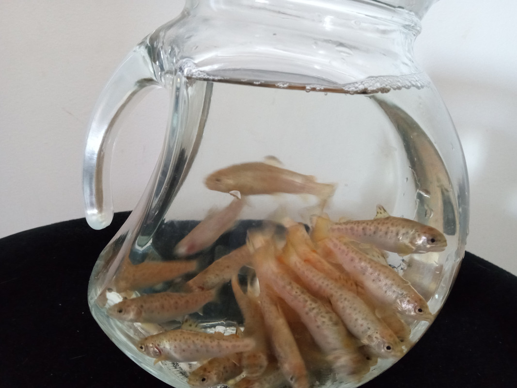 BNT 3:19:23 in jug