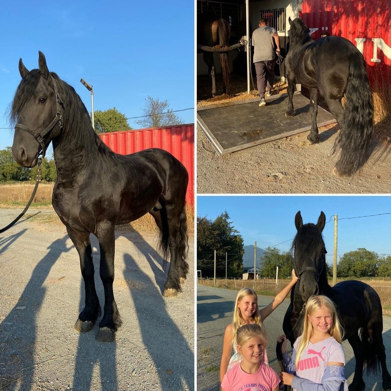 Why Choose Dream Black Horse Farm to Buy Your Friesian Horse