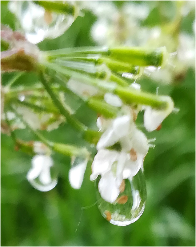 Perle de pluie IMG-20190424-092112