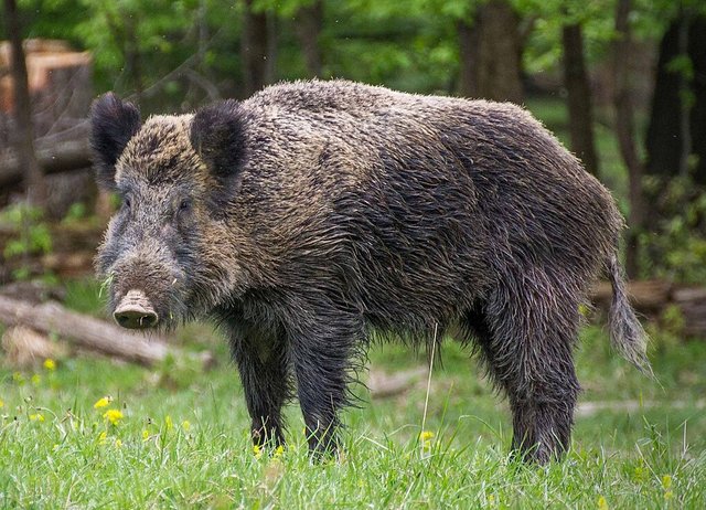 Wildschwein