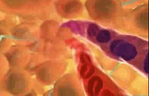 Cuerpo-Humano-6