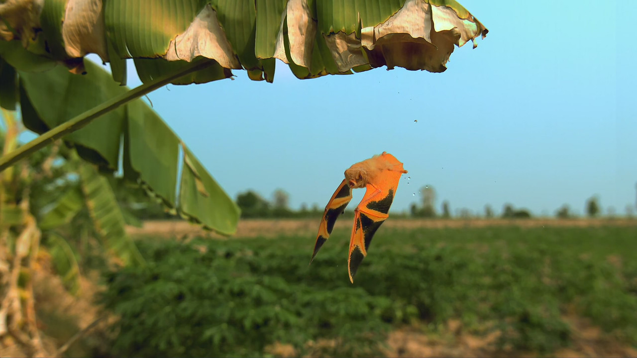 [HR] Thailand - Earth's Tropical Paradise S01E03 [BBC Two 1080p x265]_09