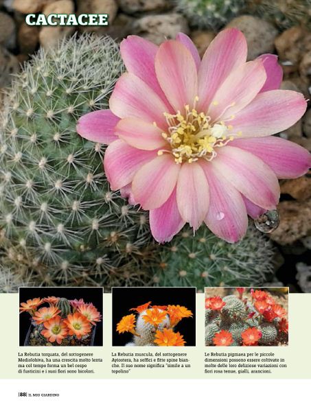 il Mio Giar Apr 2020 (11)