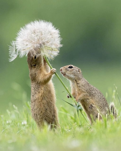 [Image: 86136-AD4-4166-472-D-9667-A7976043-E584.jpg]