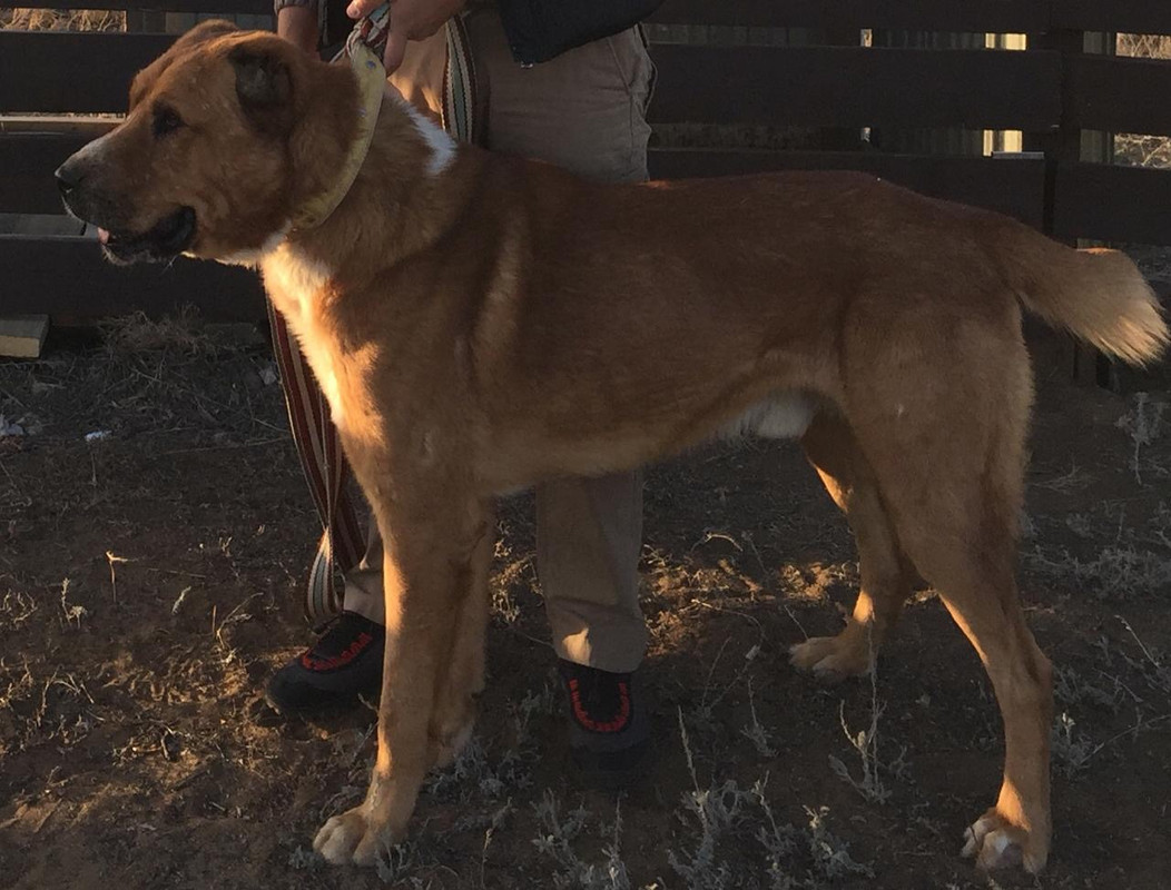 Бай до 52 взрослый прошло на второй тур (Жана-Озен) вл. Саид