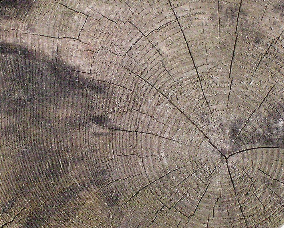 wood-texture-3dsmax (11)