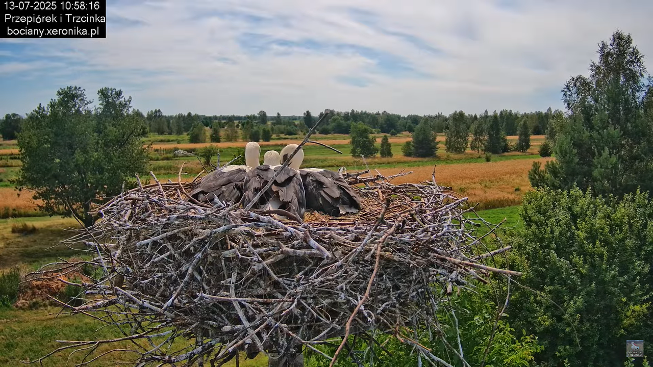 13072025bociany24
