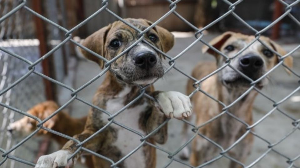 VIDEO: Exhiben a un sujeto por maltrato animal; aseguran que su mascota ya mató a otros perros